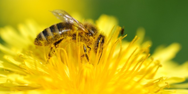 Pollen zählen zu den häufigsten Auslösern einer Allergie