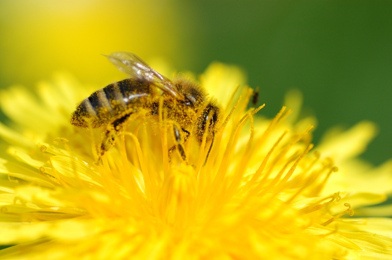 Pollen zählen zu den häufigsten Auslösern einer Allergie