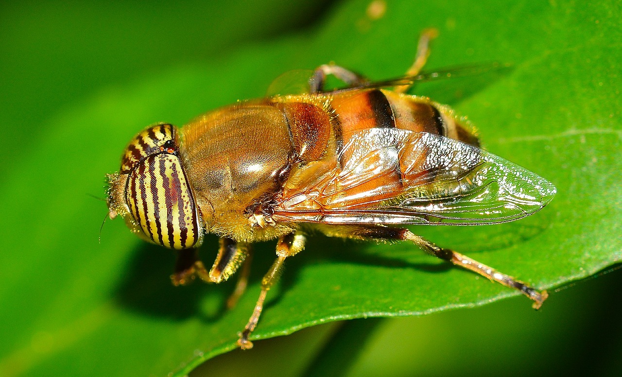 Insektengiftallergie