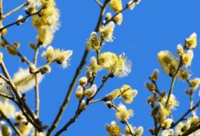 Häufige Allergene bei Heuschnupfen